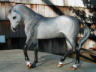 dappled grey