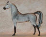 dappled grey
