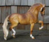 dappled palomino