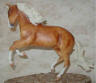 dappled palomino
