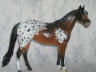 bay appaloosa