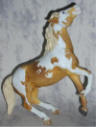 palomino pinto