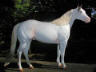 medicine hat pinto