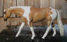 palomino paint