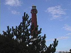 Barnegat Lighthouse behind some evergreen bushes