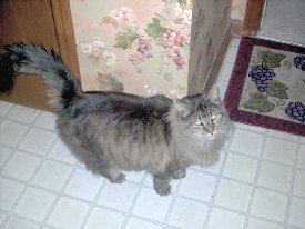 Our Maine Coon Katie