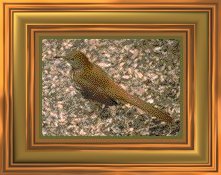Georgia State Bird- Brown Thrasher