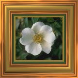 State Flower-Cheerokee Rose