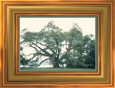 Georgia State Tree- Live Oak