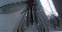 thumbnail image of subject