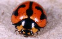 thumbnail image of subject