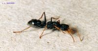 thumbnail image of subject