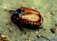 thumbnail image of subject