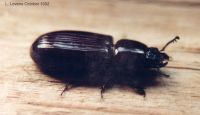 thumbnail image of subject