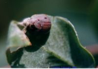 thumbnail image of subject