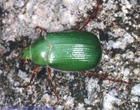 thumbnail image of subject