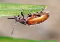 thumbnail image of subject