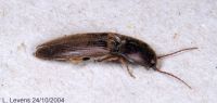 thumbnail image of subject