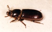 thumbnail image of subject