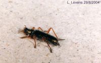 thumbnail image of subject