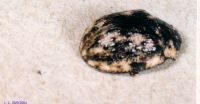 thumbnail image of subject