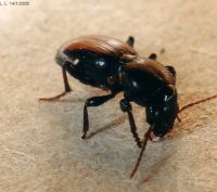 thumbnail image of subject