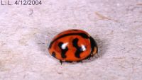 thumbnail image of subject