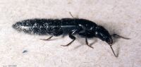 thumbnail image of subject