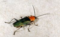 thumbnail image of subject