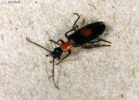 thumbnail image of subject