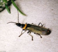 thumbnail image of subject