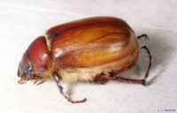 thumbnail image of subject