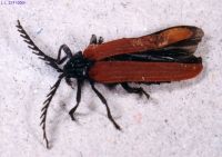 thumbnail image of subject