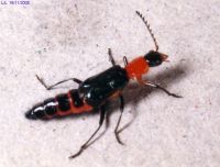 thumbnail image of subject