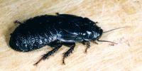 thumbnail image of subject