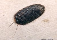 thumbnail image of subject