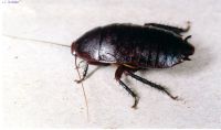 thumbnail image of subject
