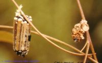 thumbnail image of subject