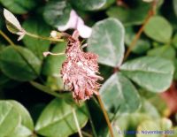 thumbnail image of subject