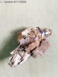 thumbnail image of subject