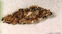 thumbnail image of subject