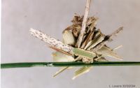 thumbnail image of subject