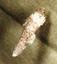thumbnail image of subject