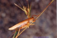 thumbnail image of subject