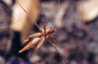 thumbnail image of subject