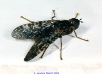 thumbnail image of subject