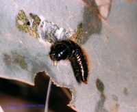 thumbnail image of subject