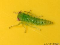 thumbnail image of subject