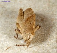 thumbnail image of subject