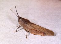 thumbnail image of subject